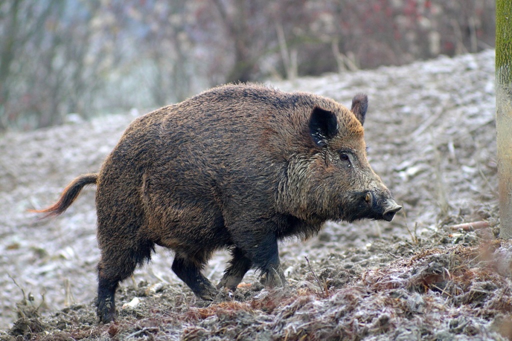 Cinghiale