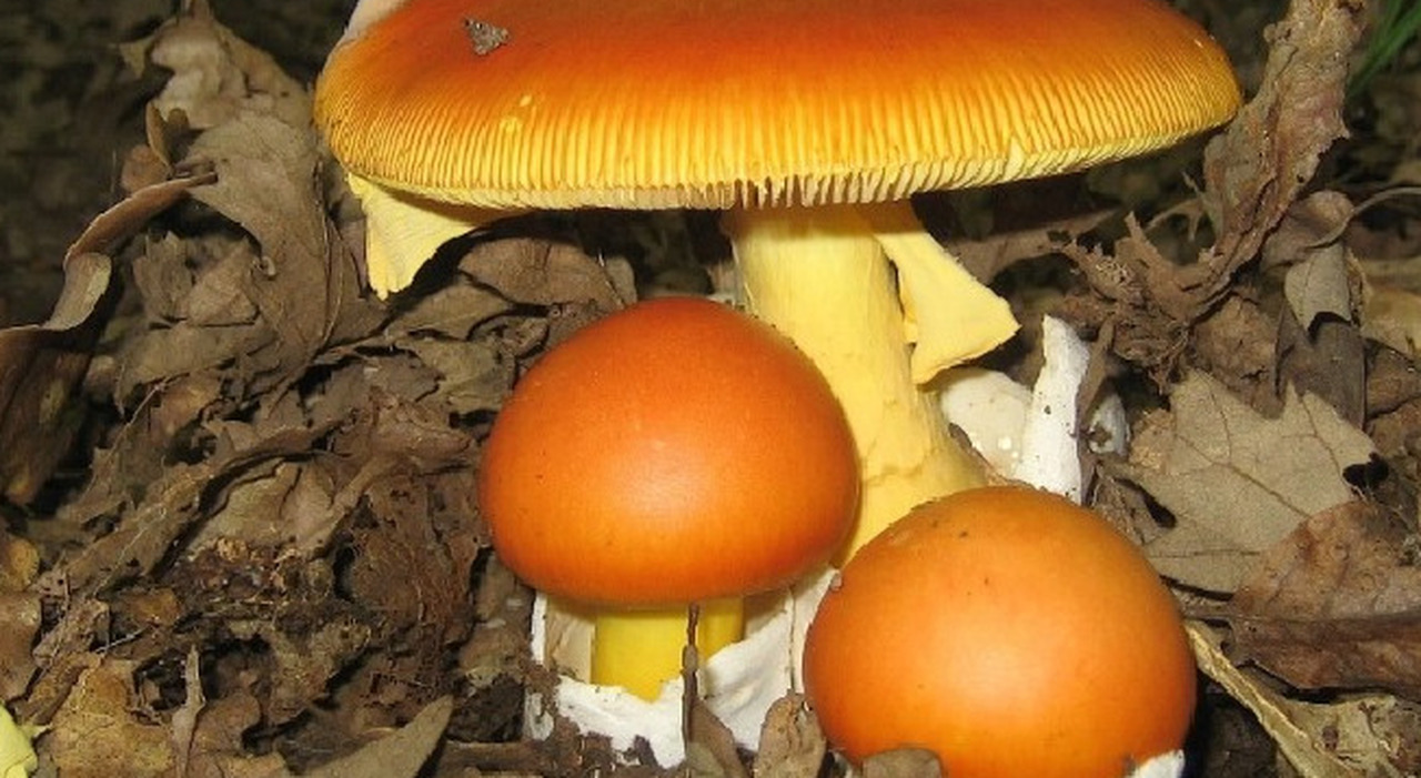 funghi ovuli (velozze)