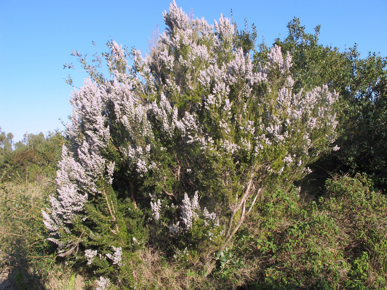 Erica arborea (òlece)