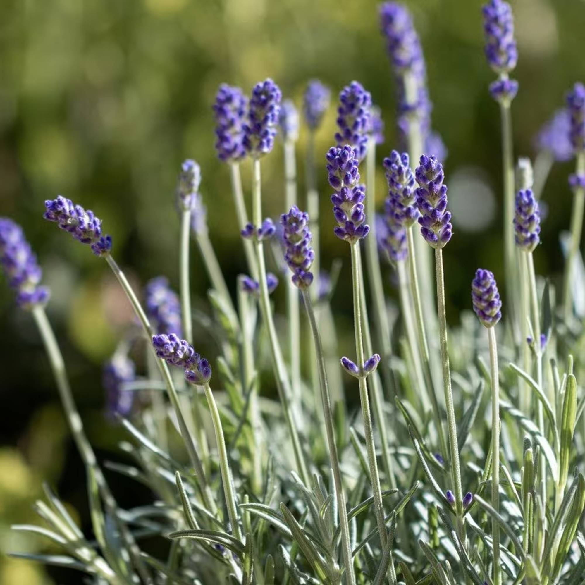 Lavanda