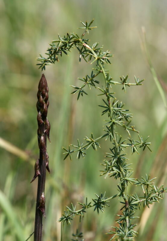 asparagi selvatici