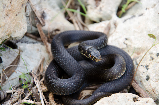 biscia nera (sierpo niuro)