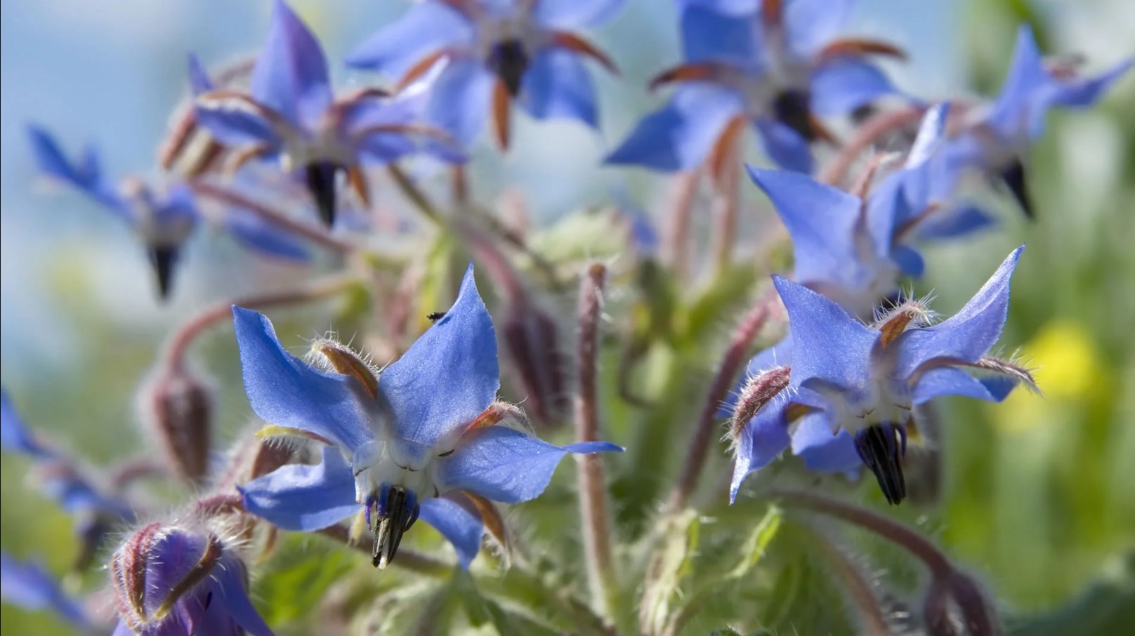 borragine officinale