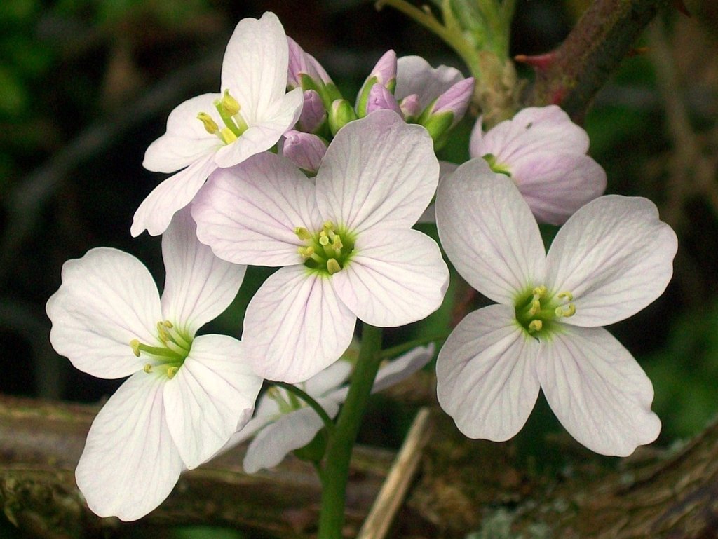 cardamine