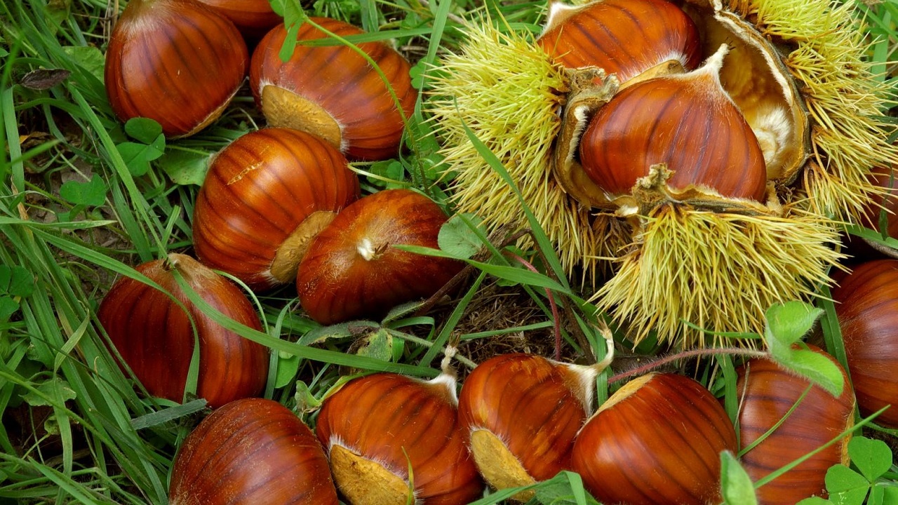 castagne