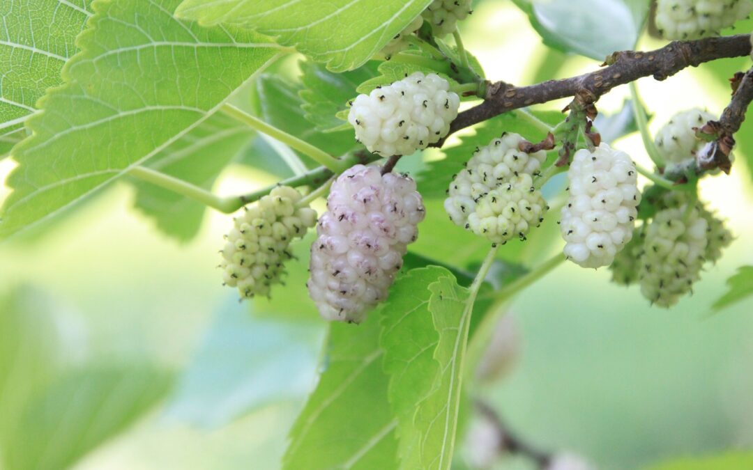 gelso bianco (ceuze)