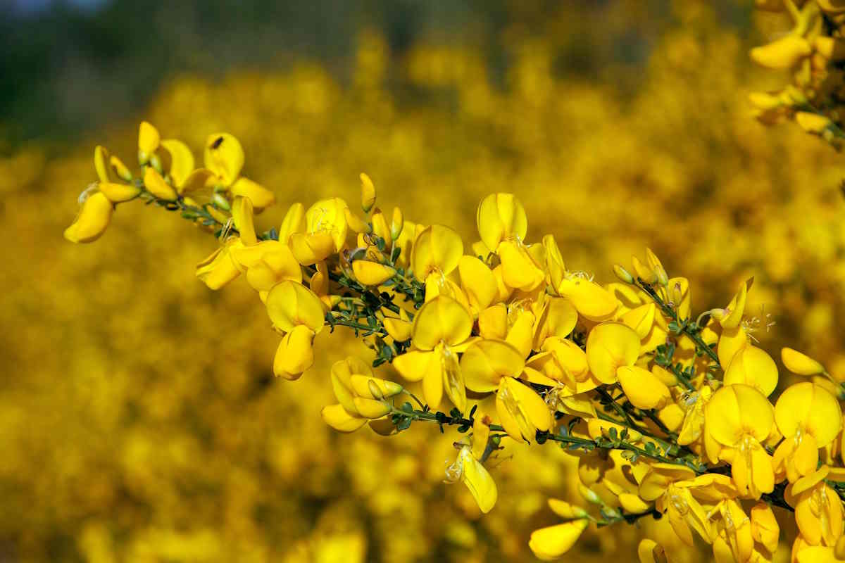 ginestra (fringi)