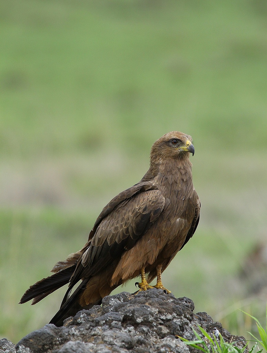 nibbio bruno (cristariello)