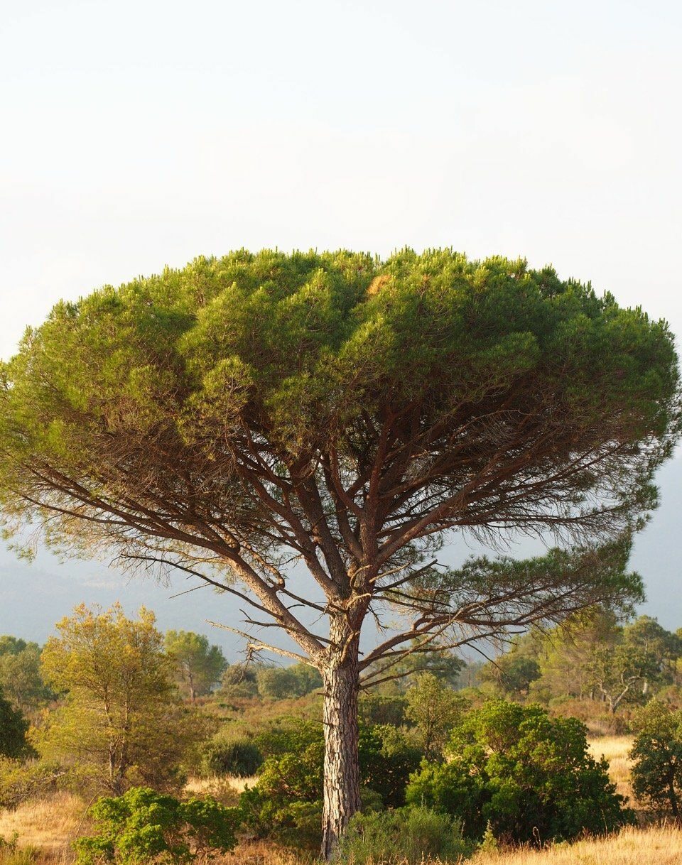 pinus pineea