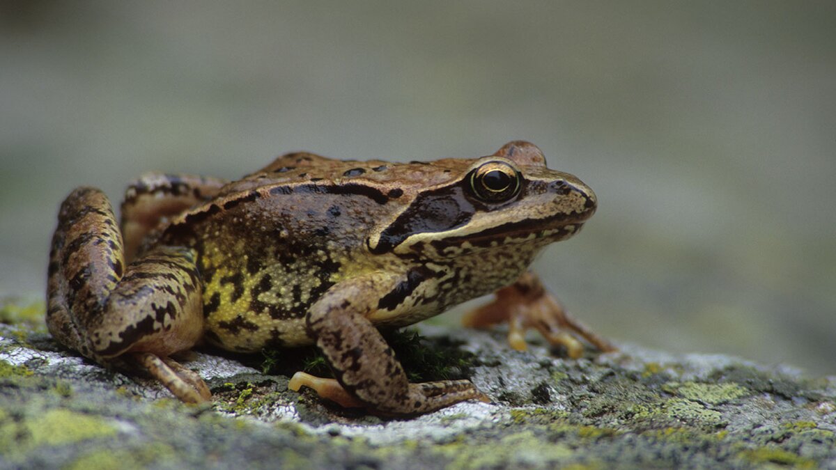 rana italica