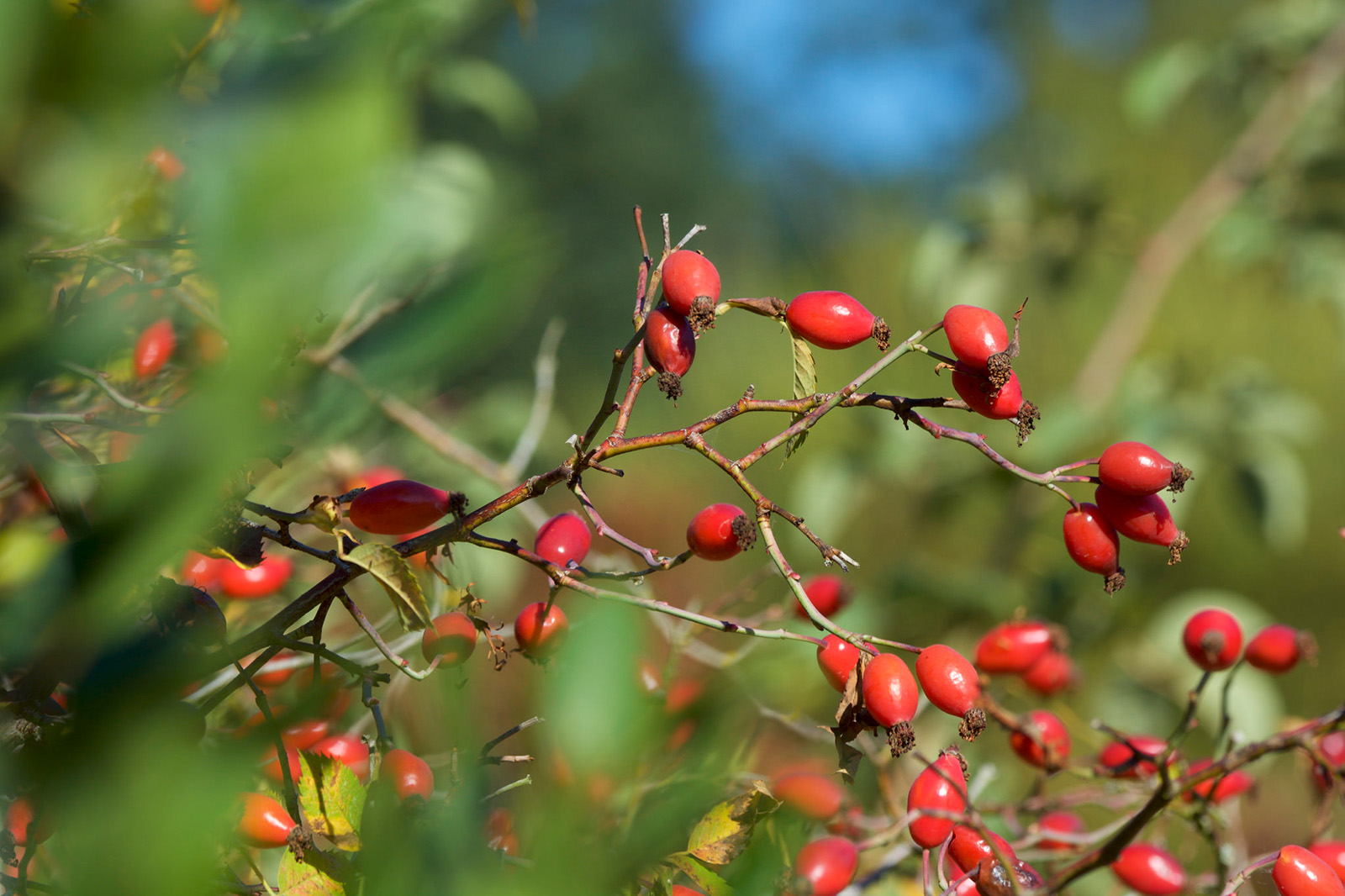 rosa canina