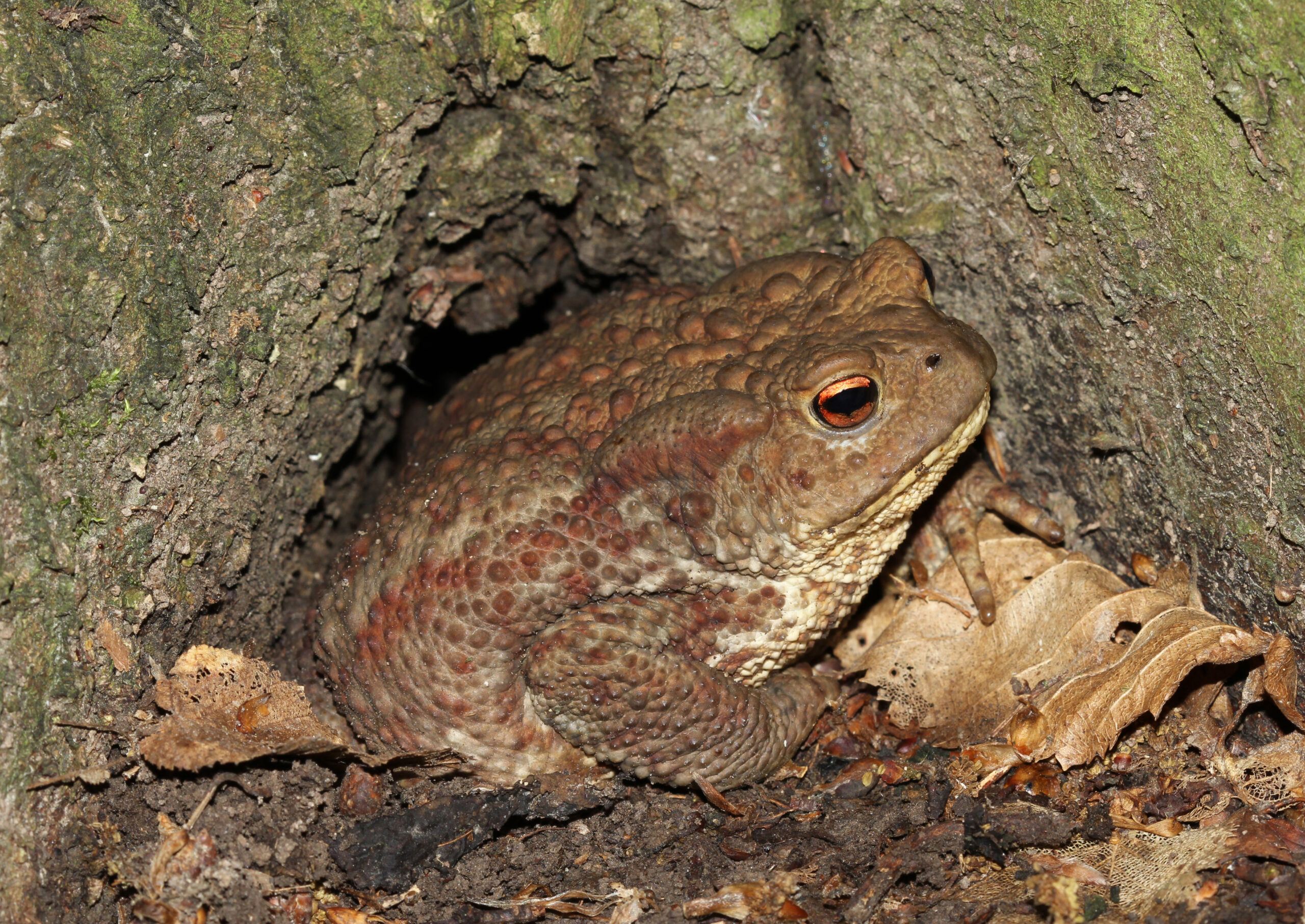 rospo comune (marauotto)