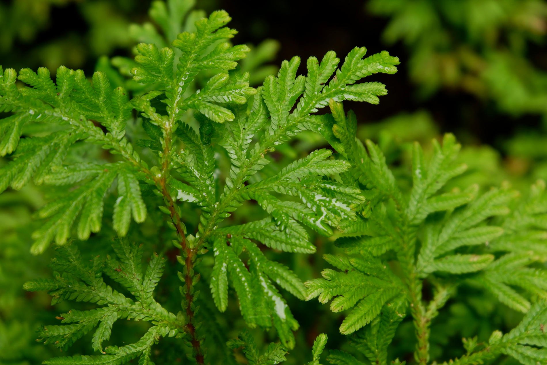 selaginella