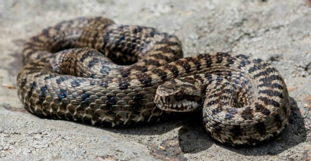 vipera